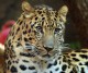 Дальневосточных леопардов спасет тоннель